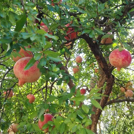 La Melagrana Rossa Quattro Castella