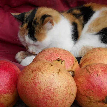 Bed & Breakfast La Melagrana Rossa