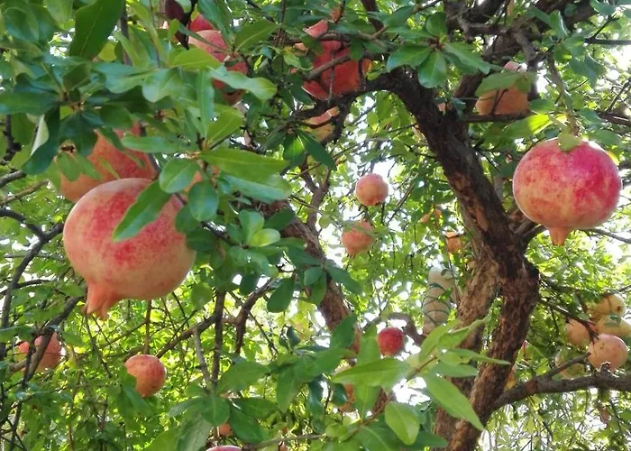 La Melagrana Rossa Quattro Castella