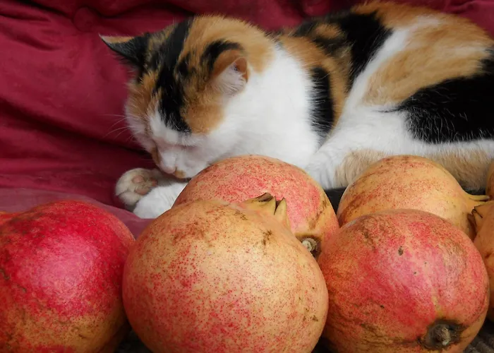 Oda ve Kahvaltı La Melagrana Rossa